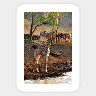 Giraffe Zulu Nyala Game Reserve South Africa Sticker